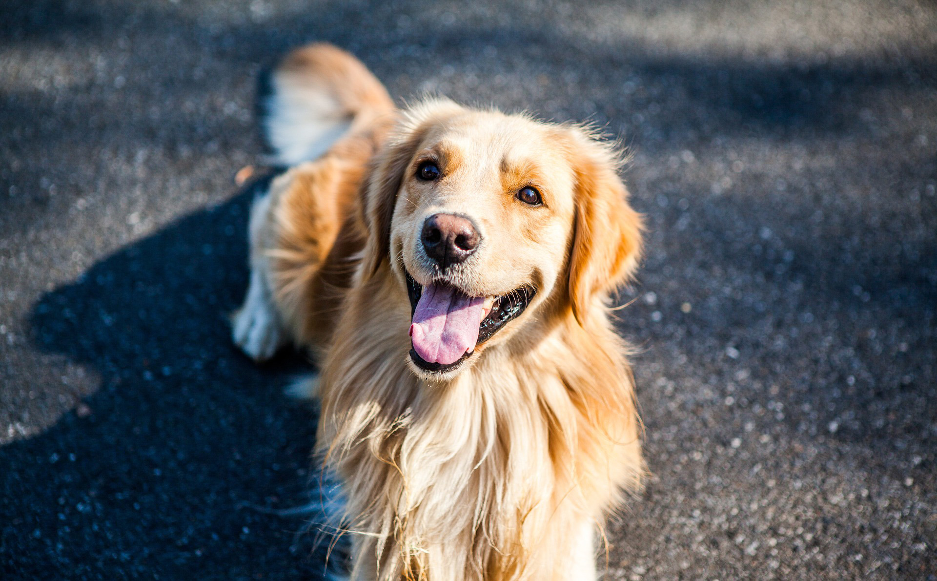 Assicurazione per il cane: cos’è, cosa copre, come sceglierla